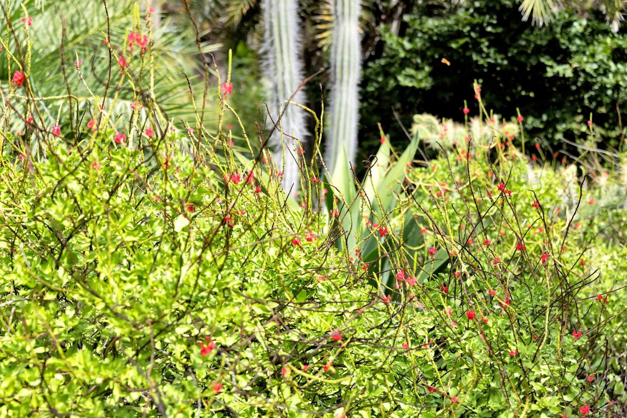 Red Palm Village Playa Exterior foto