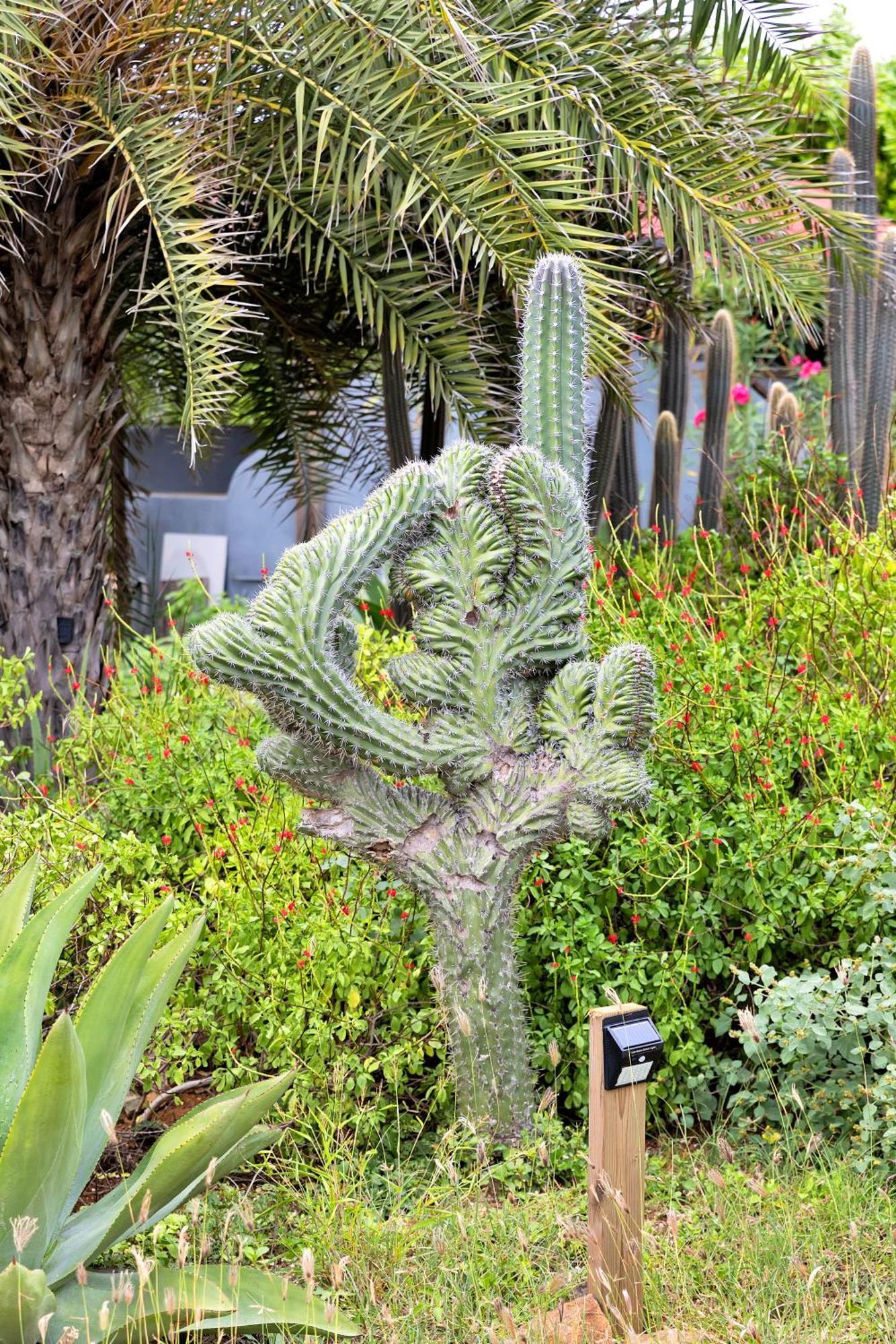 Red Palm Village Playa Exterior foto