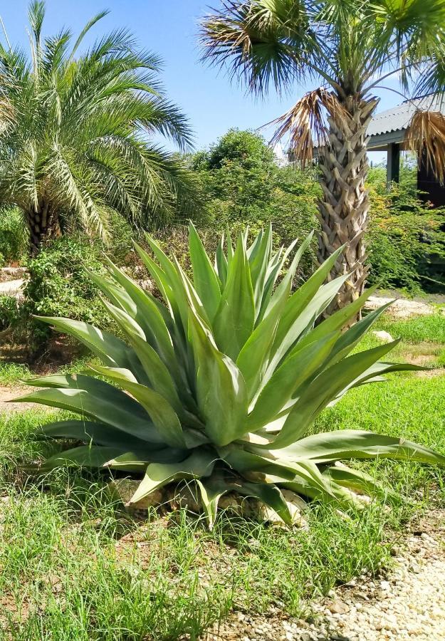 Red Palm Village Playa Exterior foto